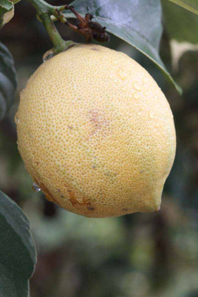              Fruit (Riverside, CA)       